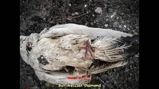 new 💞 sad status video || birds status || nature save status || english song status