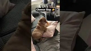 CHEESE SLAP 🧀 #shorts #viral