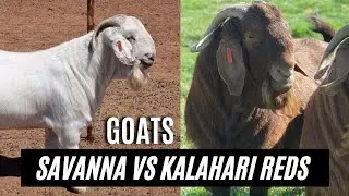 Goats Savanna VS Kalahari REDS GOAT Origin South African