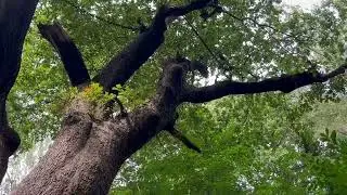 Chained OAK