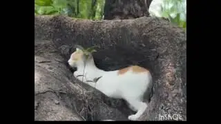 কি হয়েগেলো #cat #vlogwithsohelvillagelifestyleinbangladeshbeautiful #animalcat 