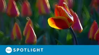 Who Gave Tulips To Canada?
