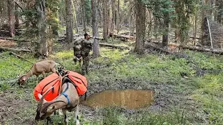 Охота с вьючными козлами: 5 вещей, которые следует учесть!