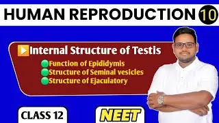 Human Reproduction Class12//Internal structure of testis part-1