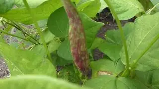 Bean pods - Phaseolus vulgaris - Strengjabaunir - Baunabelgir - Matjurtir