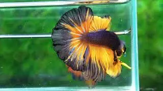 Betta fish OHM Black Pumpkin Black Ring