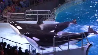 Moskvarium. Performance of killer whales on the show 