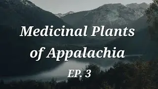 Medicinal Plants of Appalachia (episode 3)