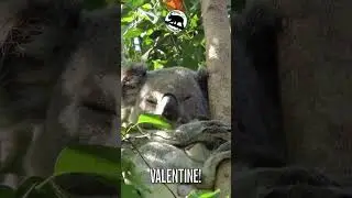 35-летний альфа-самец коалы в австралийском парке &laquo;Коала-сад&raquo; спит весь день.
