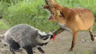 Fox and Badger scramble for each other's burrows!