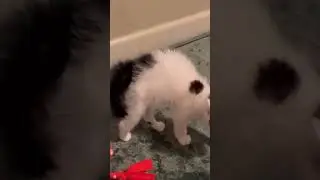 Adorable Cat Shenanigans: Hilarious Feline Hijinks!