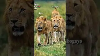 The 6 Bila shaka/6 pack Brothers.✨🫡 (Sons of Lolparpit and Olbarnoti) #lions #majingilane #mapogo