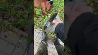 Купальщики под дождем #dogs #germanpinscher #rhodesianridgeback #labrador #beagle #немецкийпинчер