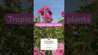 Beautiful Tropical Flowers of Indonesia