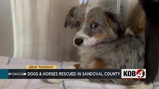 Horses and dozens of dogs rescued in hoarding case