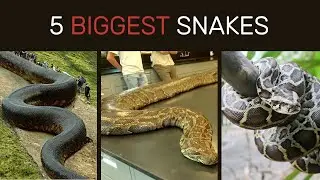 The 5 Biggest Snakes in the World | Giants of the Wild