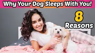 Your Dog Sleeps With You for THESE 8 Surprising Reasons!