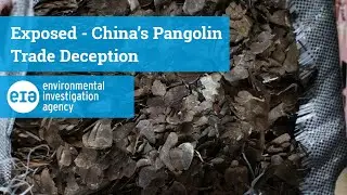 Exposed - China&rsquo;s Pangolin Trade Deception