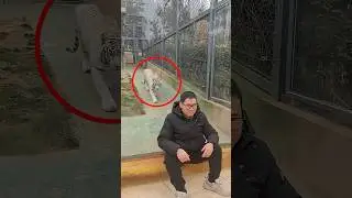 Lion scares Boy in zoo  #shorts #ashortaday #tranding #facts #shortsfeed #vlog