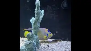 Beyond The Reef (Jack Pitman) - by Johny Damar