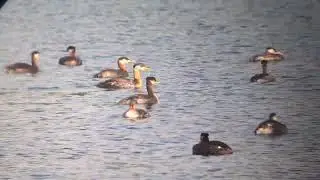 Red-necked Grebe Flock Behavior