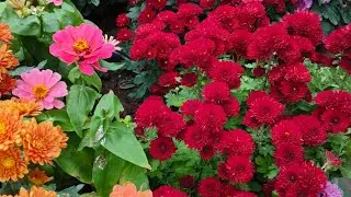 Выставка цветов в Каббонпарке 📍 Бангалор || #cubbonpark #flowershow #trending #viral