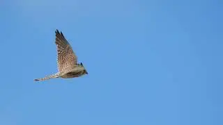 Kestrel above Titchfield Haven Nature Reserve - 30 May 2025