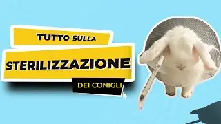 Tutto sulla STERILIZZAZIONE dei Conigli + POST OPERATORIO