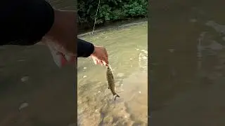🎣🎣Pescuit la clean - Chub Fishing🎣🎣