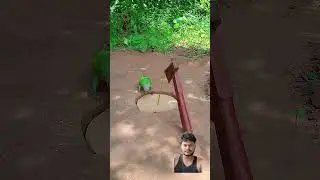#parrot #viral #shorts how to parrot jumping trap
