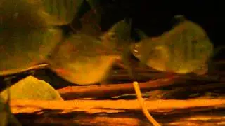 acnodon normani and metynnis fasciatus juveniles 1 1 2016