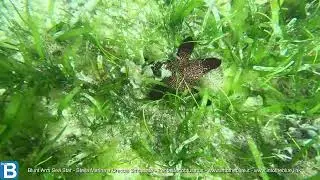 Blunt Arm Sea Star - Stella Marina a Braccia Smussate - Pentaster obtusatus - www.intotheblue.it