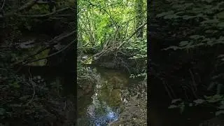 Sound of nature, a super rural walk in Tonbridge