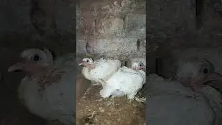 #love #kabutarandekabdetehain #birds #baby #beautiful #foryou