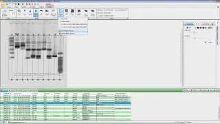 Image Studio 5.0 ‑ DNA Gel Analysis Ribbon