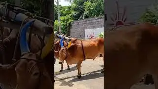 #bullockcart shorts video | bullock cart ride | bullock cart videos bulls farms oxen | bullock media