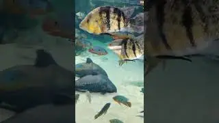 We went to the SHEDD #2025 #funny #kids #toddlers #fish #sharks #explore