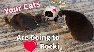 Advanced Automatic Feeding Robot for Your Pets!  This is Rocki The Robot for Cats & Dogs!
