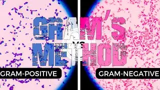 Gram Staining: Principle, Procedure and Interpretation