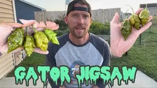 Gator Jigsaw Pepper Review