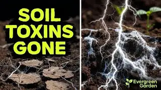 Bury This in Your Soil and Toxic Chemicals Break Down Naturally