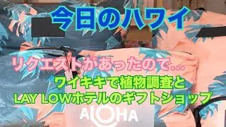 【今日のハワイ】Hawaii Today  ワイキキで植物探しとLAY LOWホテルのギフトショップ#ハワイ 2026年2月2日