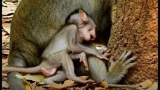 How To Baby Alba Beg Milk Mum Anna, So Pity Poor Baby Monkey Alba