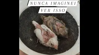 Cara, Nasceram filhotes de Pintagol (Cria de Mineirinho)..E Agora?Pintagol é Fertil? Mito ou Verdade