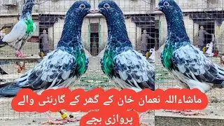 ماشاءاللہ نعمان خان کے گھر کے گارنٹی والے پروازی بچے