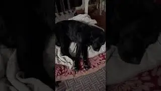 Dog sleep #youtube#shortvideo #sleep #