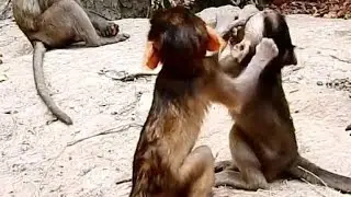 Pity Baby Sami Get Hurt BARON Drag Hair Baby | Why BARON DOING | Monkey Crying