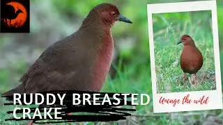 Ruddy-breasted crake || Ruddy crake (Zapornia fusca) || Porzana fusca | Checkered keelback & crake