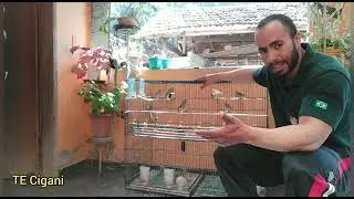 Manejo no Viveiro - Timbrado Espanhol Original - Filhotes 2022