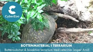 Bottenmaterial i terrarium - Bottensubstrat & bioaktiva terrarium med veterin&auml;r Jesper Arn&ouml;